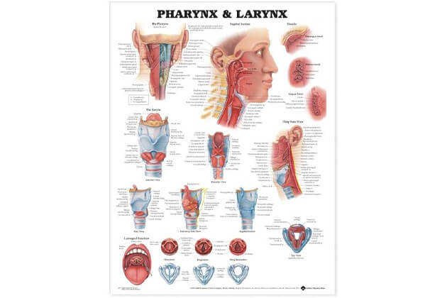 Faringe și laringe 50,8x66cm