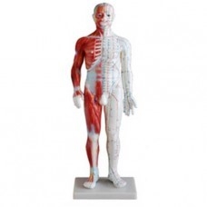 Model de acupunctură, bărbat cu mușchi, înălțime 60 cm