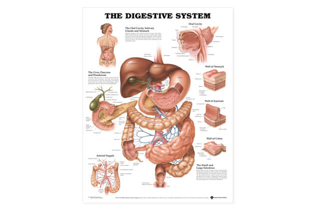 Sistem digestiv 50,8x66cm