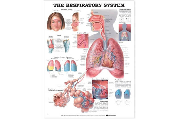 Sistemul respirator 50,8x66cm