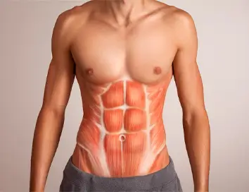 O privire anatomică la mușchii abdominali și beneficiile masajului abdominal